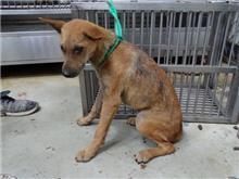 Photo of No. 108061405, Adult · Male · Medium · Mixed breed