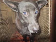 Photo of No. CAAAG1090424023, Female · Medium · Mixed breed