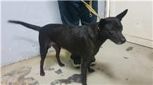Photo of No. 110092501, Adult · Male · Medium · Mixed breed