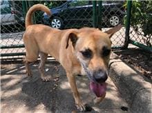 Tan adult female mixed-breed dog, Medium, shelter no. …1612