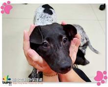 Black-and-white young female mixed-breed dog, Small, shelter no. …2515