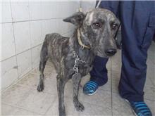 Tabby adult female mixed-breed dog, Large, shelter no. …5161