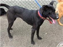Black adult female mixed-breed dog, Medium, shelter no. …2601