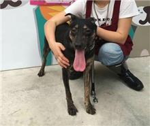 Black-and-tan adult female mixed-breed dog, Medium, shelter no. …2406