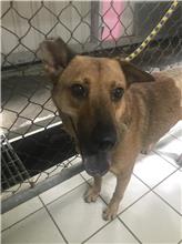 Photo of No. AAAIG105051208, Adult · Female · Small · Mixed breed