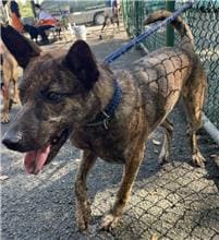 Photo of No. 106070703, Adult · Male · Medium · Mixed breed
