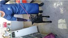 Photo of No. AAAHG1090923001, Adult · Male · Medium · Mixed breed