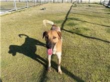 Photo of No. RAAAG1100410007, Adult · Male · Medium · Mixed breed