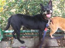 Photo of No. 104081411, Young · Female · Small · Mixed breed