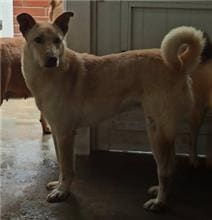 Photo of No. 1081004D03, Young · Male · Small · Mixed breed