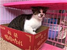 Tabby-and-white adult male mixed-breed cat, Medium, shelter no. …2103
