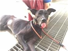Photo of No. AAACG1080925007, Adult · Male · Medium · Mixed breed