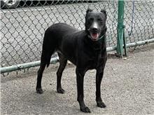 Photo of No. 106071502, Adult · Male · Medium · Mixed breed