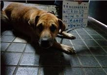 Photo of No. 107-K003D, Male · Large · Mixed breed