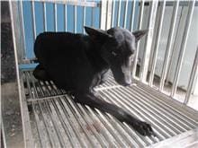Photo of No. HAAAG1101129622, Adult · Male · Medium · Mixed breed
