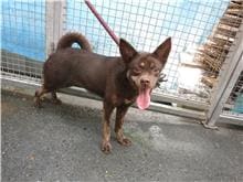 Photo of No. HAAAG1100312614, Adult · Female · Medium · Mixed breed