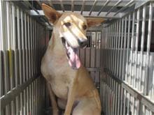 Photo of No. CAAAG1060420019, Female · Medium · Mixed breed