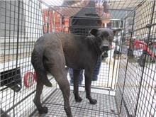 Photo of No. CAAAG1060605004, Female · Medium · Mixed breed