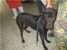 Photo of No. CAAAG1060505001, Adult · Male · Medium · Mixed breed