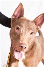 Photo of No. 108040710, Adult · Male · Medium · Mixed breed