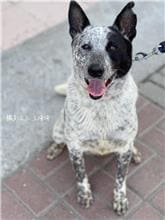 Photo of No. W110112-09, Adult · Female · Medium · Mixed breed