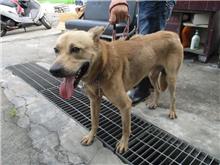 Photo of No. HAAAG1060913191, Adult · Male · Medium · Mixed breed
