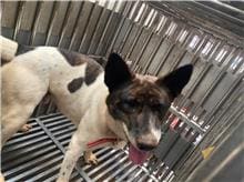 Photo of No. AAAHG1100317003, Adult · Male · Medium · Mixed breed