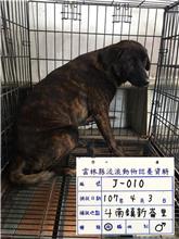 Photo of No. 107-J010D, Male · Large · Mixed breed