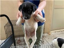 Black-and-white young male mixed-breed dog, Small, shelter no. …2006