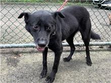 Photo of No. 105011316, Young · Female · Medium · Mixed breed