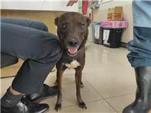 Photo of No. 111031502, Adult · Female · Medium · Mixed breed