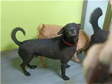 Photo of No. 105042106, Young · Male · Medium · Mixed breed