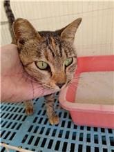 Photo of No. EAAAG1111027001, Adult · Female · Medium · Mixed breed