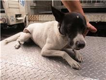 Photo of No. HAAAG1100416292, Adult · Male · Medium · Mixed breed