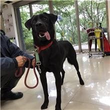 Black adult male mixed-breed dog, Medium, shelter no. …0209