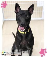 Photo of No. 108120201, Adult · Male · Medium · Mixed breed