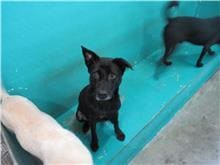 Photo of No. RAAAG1050130001, Adult · Female · Medium · Mixed breed