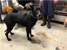Photo of No. 109022105, Adult · Female · Medium · Mixed breed