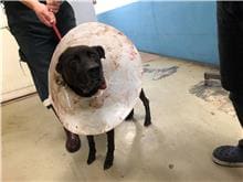 Photo of No. 110112402, Adult · Male · Medium · Mixed breed