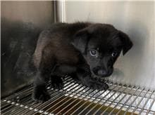 Black young female mixed-breed dog, Medium, shelter no. …7002