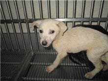 Photo of No. CAAAG1101228012, Young · Male · Small · Mixed breed