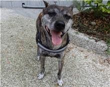 Photo of No. 109032206, Adult · Male · Medium · Formosan Mountain Dog