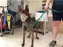 Photo of No. 109050202, Adult · Male · Medium · Mixed breed