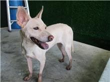 Photo of No. HAAAG1051024502, Adult · Female · Medium · Mixed breed