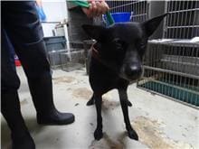 Photo of No. 109051804, Adult · Male · Medium · Mixed breed