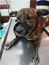 Tabby adult male mixed-breed dog, Medium, shelter no. …1163