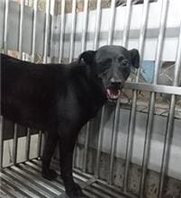 Photo of No. AAAEG1081226008, Adult · Female · Medium · Mixed breed