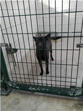 Photo of No. XAAAG1080507002, Adult · Male · Medium · Mixed breed