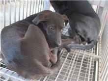 Photo of No. CAAAG1070523003, Adult · Female · Medium · Mixed breed