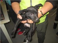 Black adult female mixed-breed dog, Small, shelter no. …7013
